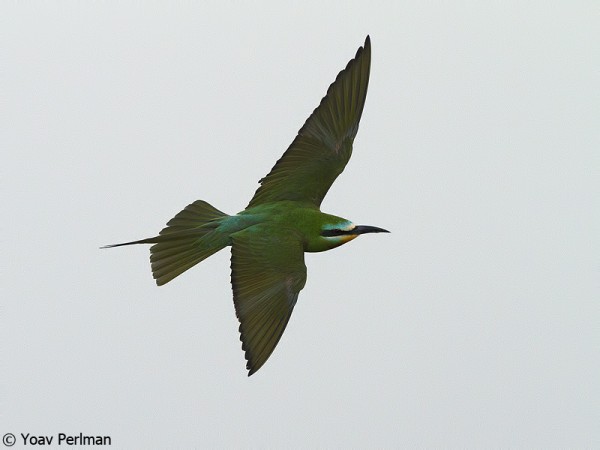Blue-cheeked Bee-eater in the Arava Valley, southern Israel