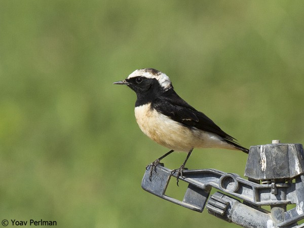 Cyprus Wheatear in the southern Arava Valley, Israel