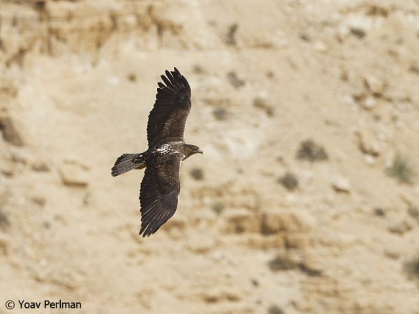 Bonelli's Eagle soaring over a canyon above the Dead Sea, Israel