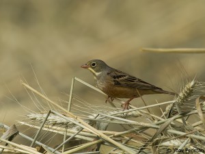 Ortolan Bunting in the northern Negev, Israel