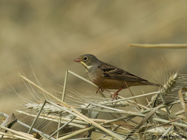 Ortolan Bunting in the northern Negev, Israel