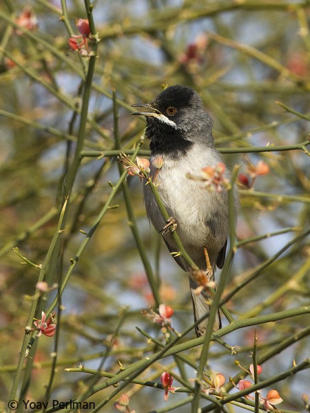Rueppell's Warbler singing from a Capparis decidua bush at Eilat, Israel.