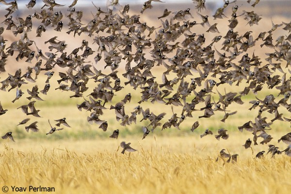 Spannish Sparrow flock feeding in a wheat field near Yotvata, southern Israel