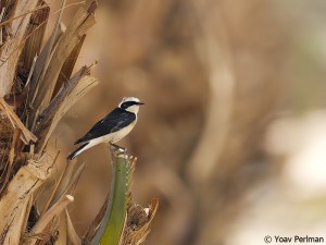 Pied Wheatear of the rare white-throated morph in a date plantation near Eilat, southern Israel
