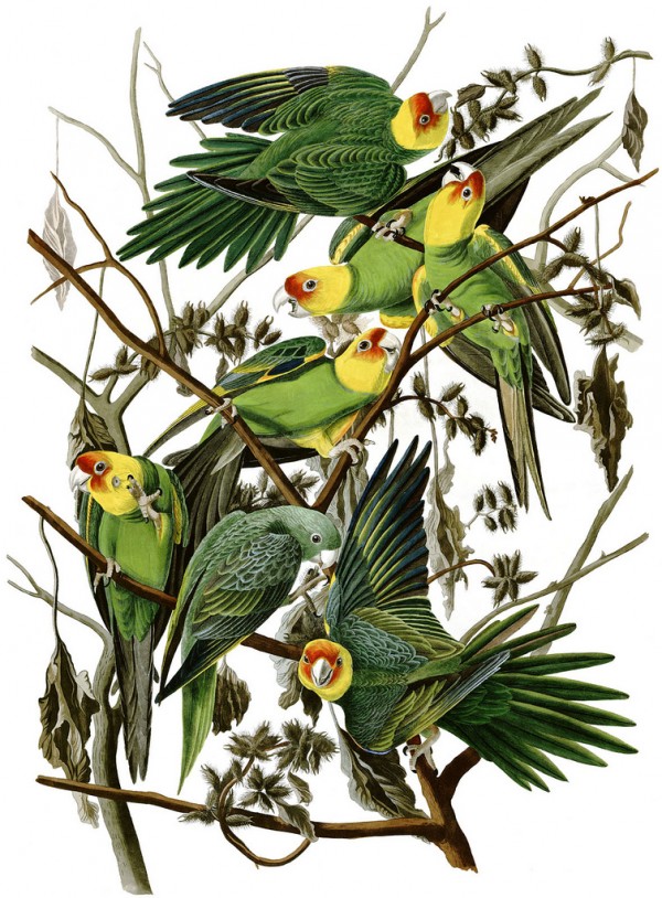 Audubon's Carolina parakeet.
