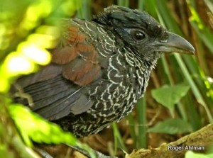 Banded Ground Cuckoo is very illusive and can be hard to see. Photo: Roger Ahlman